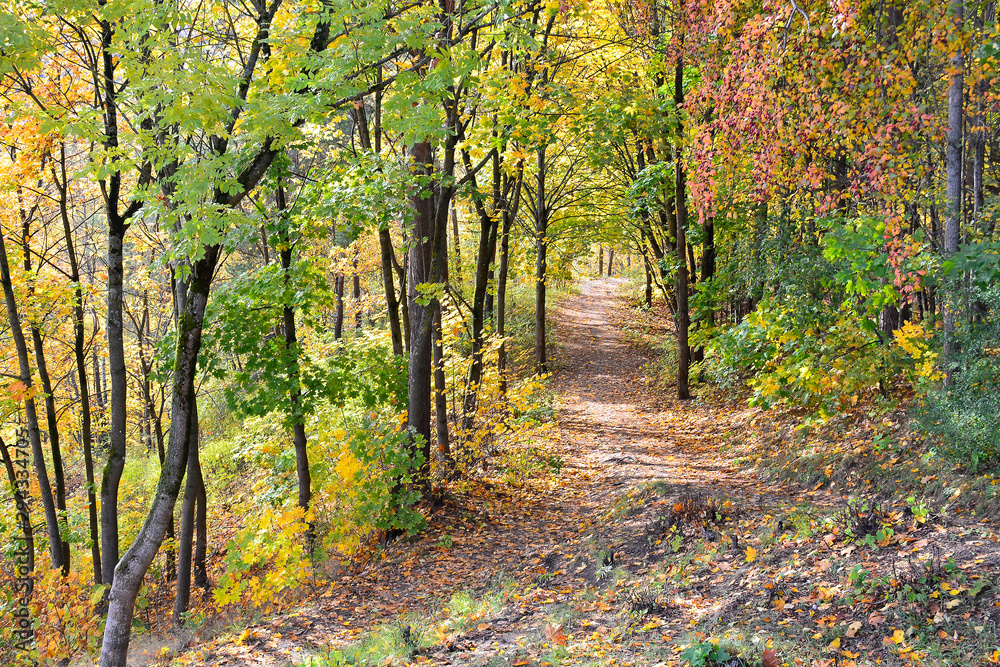 Autumn forest scenery with footpath of fall leaves & warm light illumining the gold foliage.