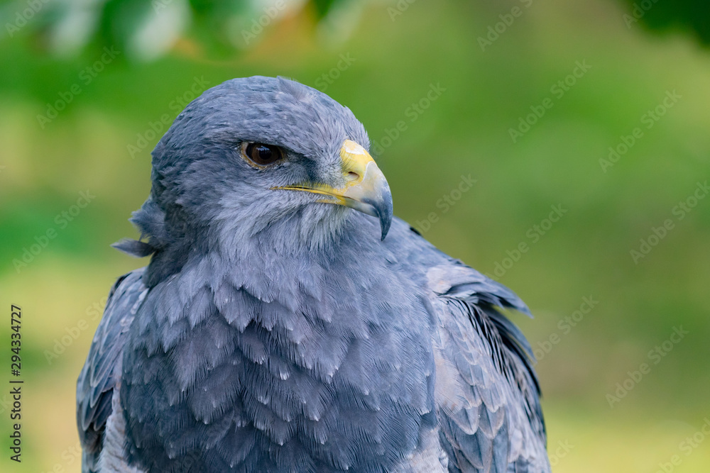 Portrait of a amazing southamerican bird Portrait of a amazing southamerican bird