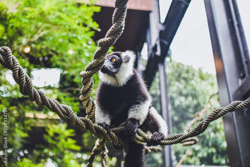 Obraz premium エリマキキツネザル