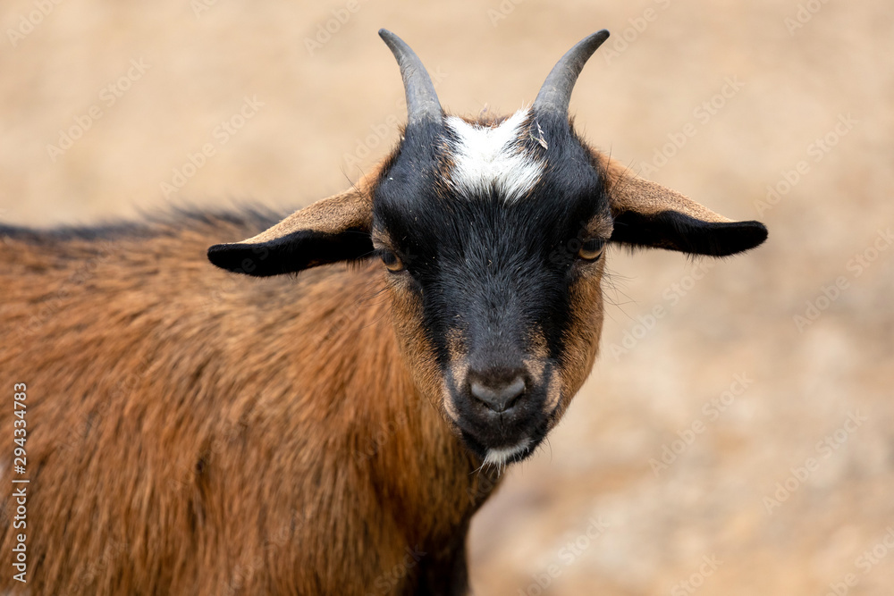 Small african goat