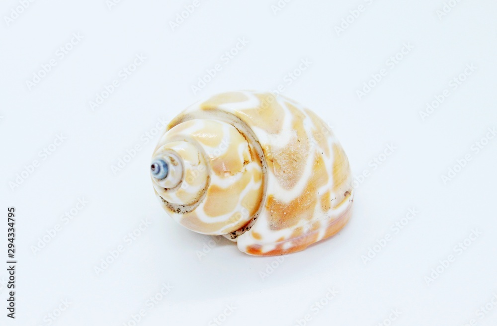 Seashell located on a white background