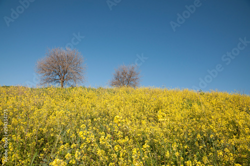 Trees without leaves in a wild mustard field