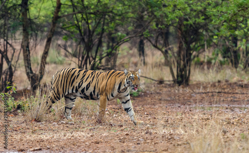 Tiger near Telian Lake at Tadoba Andhari Tiger Reserve Maharashtra India