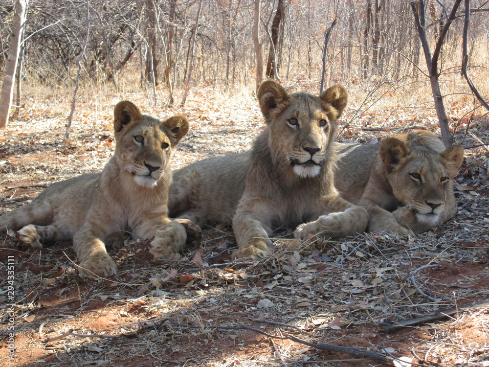 Fototapeta premium 3 lions resting in zambia