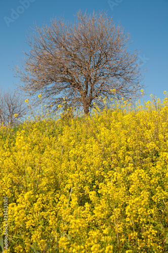 Trees without leaves in a wild mustard field