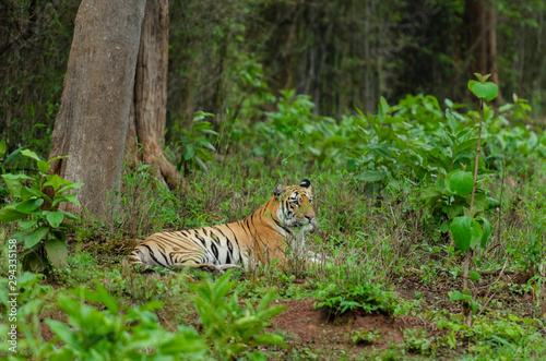 Tigier sitting under tree in rain at Tadoba Andhari Tiger Reserve Maharashtra India