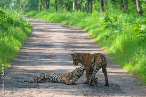 Tiger Cubs on the Main road at Tadoba Andhari Tiger Reserve Maharashtra India