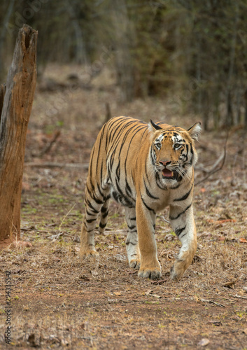 Tiger near tree  at Tadoba Andhari Tiger Reserve Maharashtra India