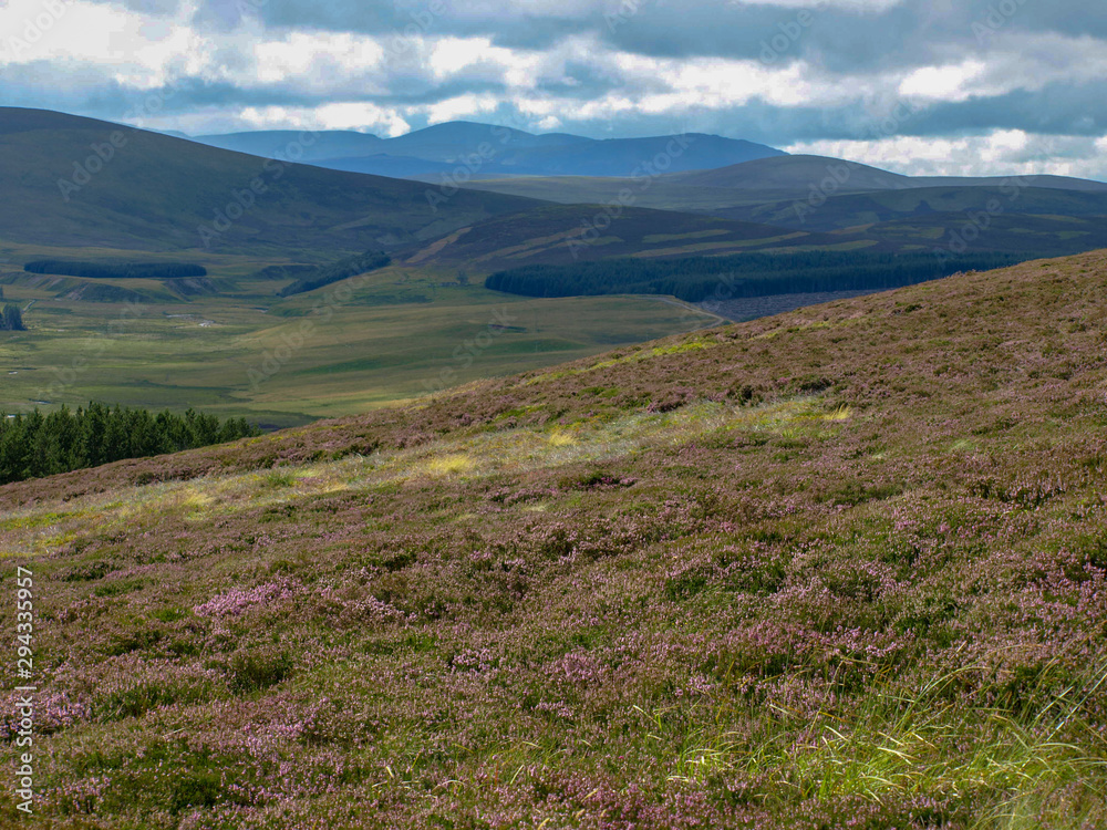 colorful mountain landscape with pink heather