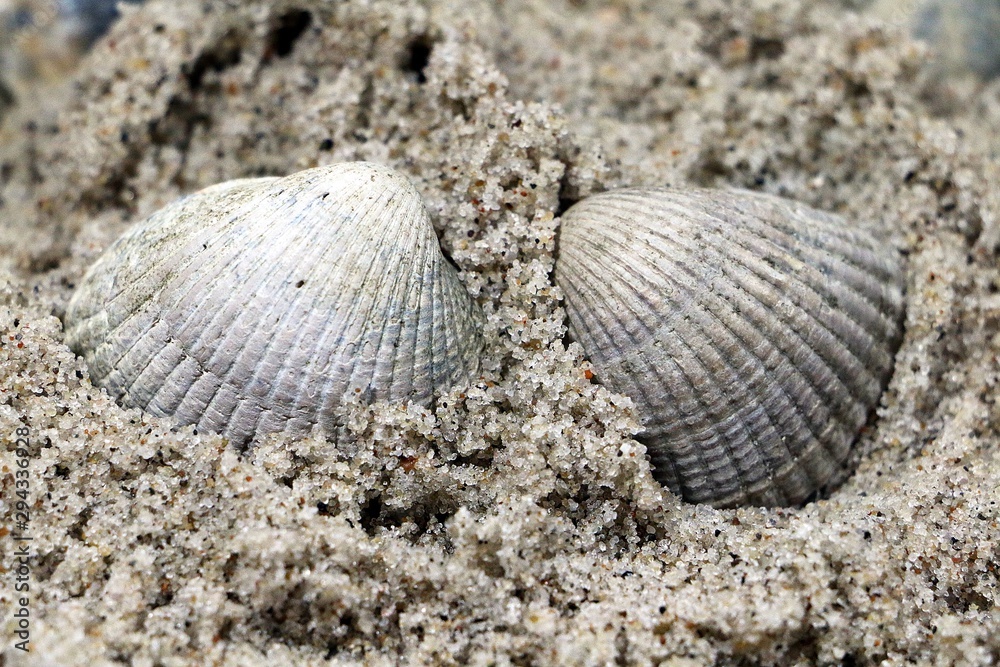 two white mussels are lying in the sand at the beach