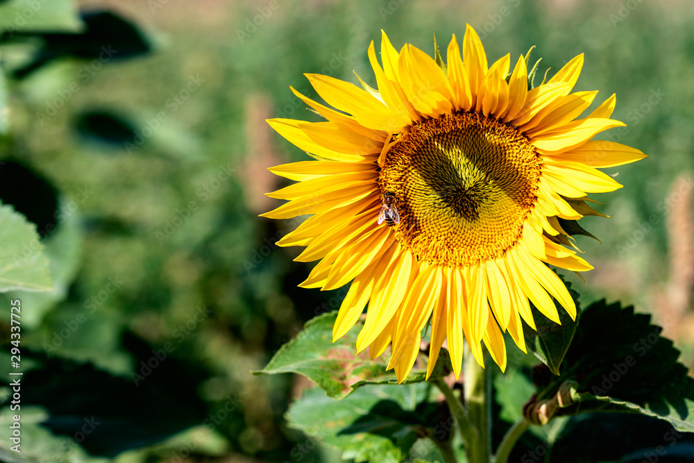 Biene auf einer Sonnenblume in einem Feld Biene auf einer Sonnenblume in einem Feld