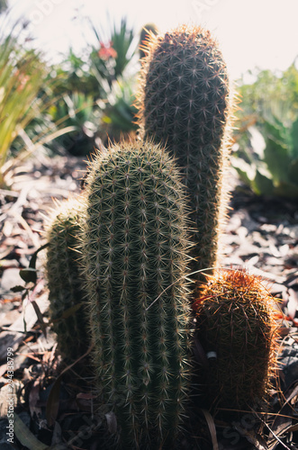 cactus in front of a background