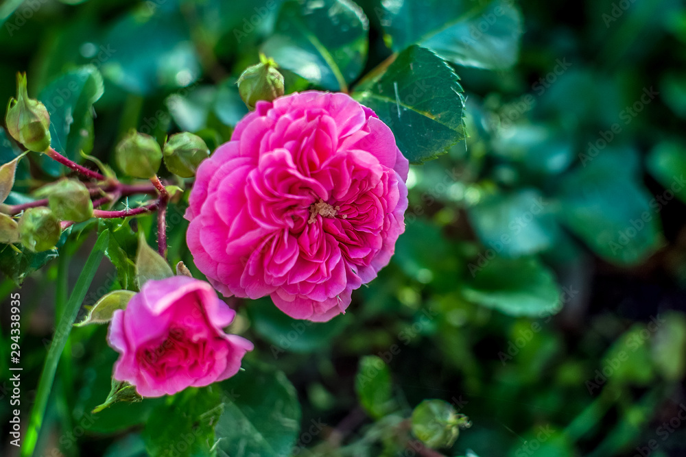 tea rose on a blurred background of green foliage tea rose on a blurred background of green foliage