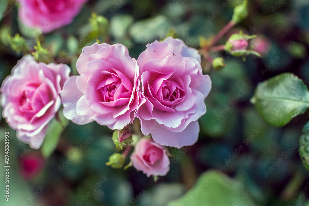 pale pink tea roses among the leaves on a summer morning pale pink tea roses among the leaves on a summer morning