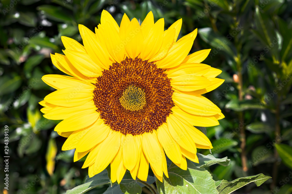 Sonnenblume im Garten im Hintergrund grüner Wacholder Sonnenblume im Garten im Hintergrund grüner Wacholder