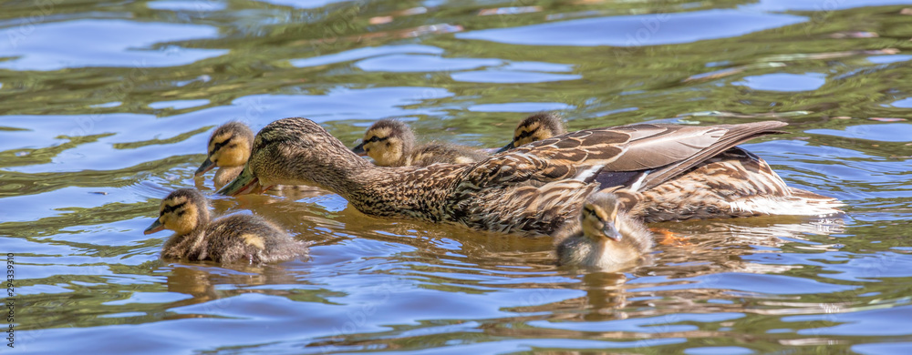 duck with small ducklings in water duck with small ducklings in water