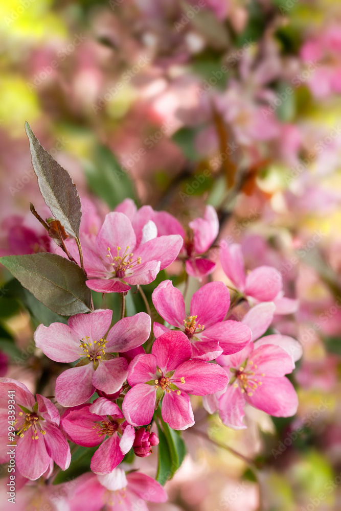 Apple tree in bloom, pink crab flowers with buds. Spring Blossom Apple Orchard Vertical Background Apple tree in bloom, pink crab flowers with buds. Spring Blossom Apple Orchard Vertical Background