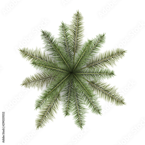 Vector realistic top view illustration of palm tree isolated on white background