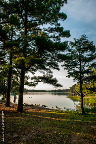 morning in the forest
