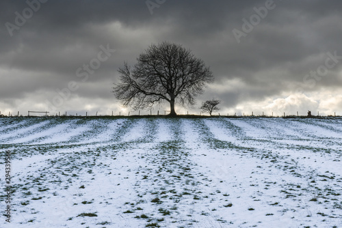 Wallpaper Mural Tree silhouette at the end of a field dusted with snow Torontodigital.ca