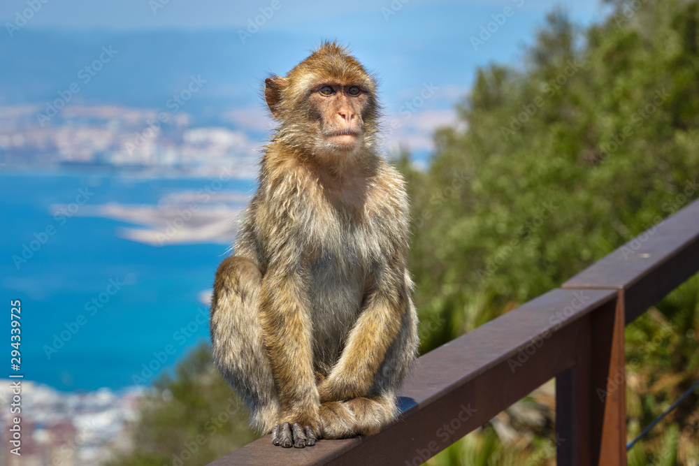 Naklejka premium Macaques in the Rock of Gibraltar. British Territory