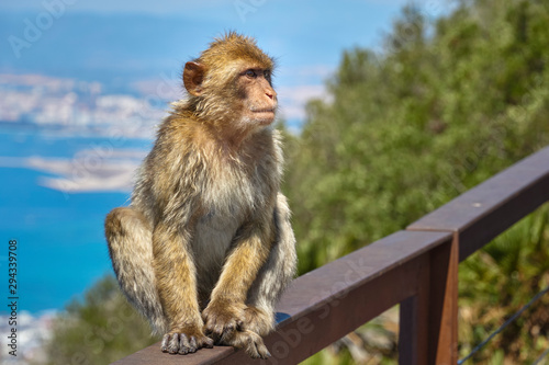 Macaques in the Rock of Gibraltar. British Territory © Jesnofer