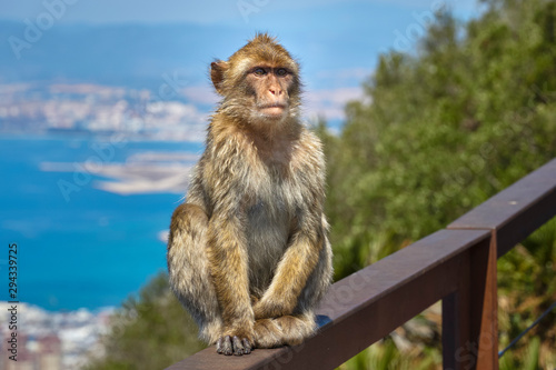 Macaques in the Rock of Gibraltar. British Territory © Jesnofer