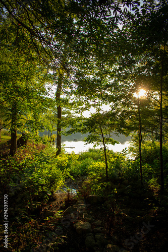 rays of sun in the forest