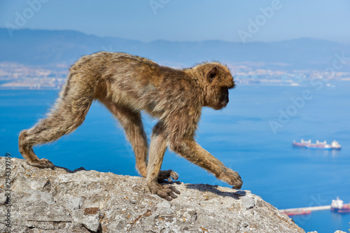 Macaques in the Rock of Gibraltar. British Territory