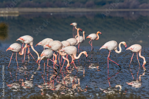 Bild auf Leinwand Common or pink flamingo group (Phoenicopterus roseus) in the Laguna de Fuente de Piedra, Malaga