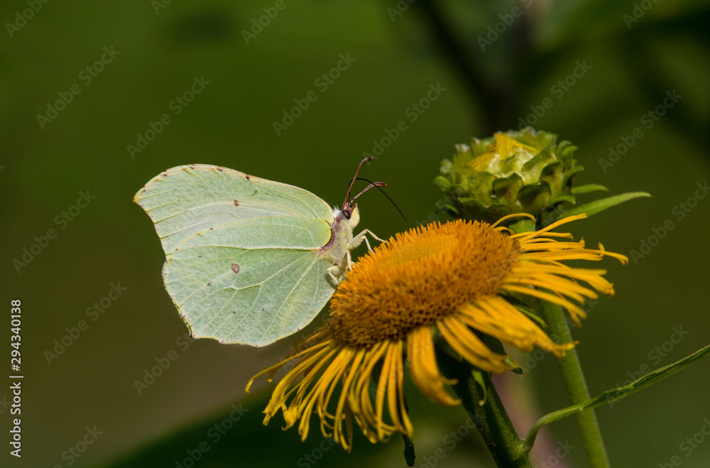 Obraz premium Common Brimstone (Gonepteryx rhamni) butterfly collects nectar on the flower Elecampane