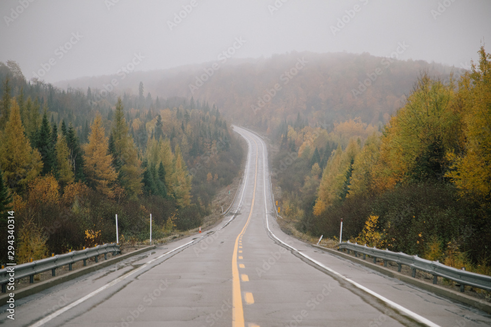 road in the forest canada