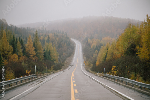 road in the forest canada