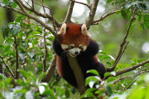 木に登ったレッサーパンダ © rai