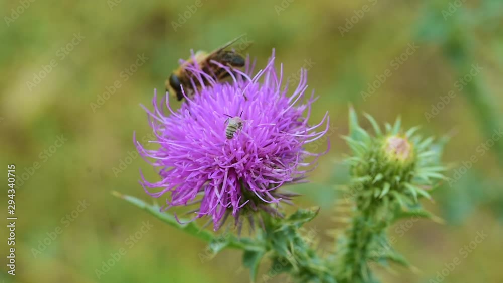 bee on purple burdock flower on summer meadow at sunny day bee on purple burdock flower on summer meadow at sunny day