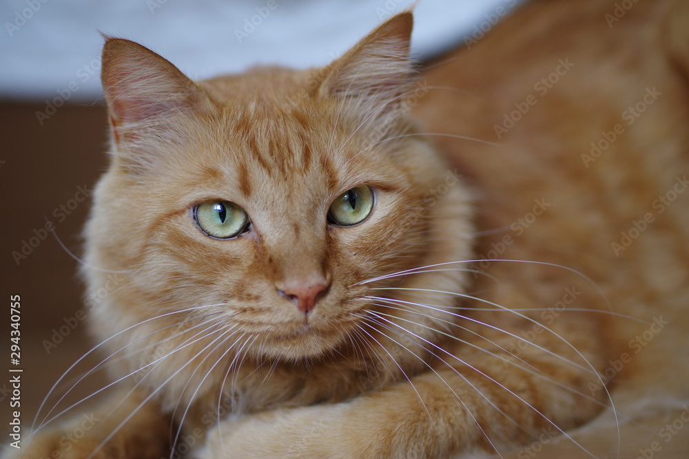 茶トラ猫 茶トラ猫