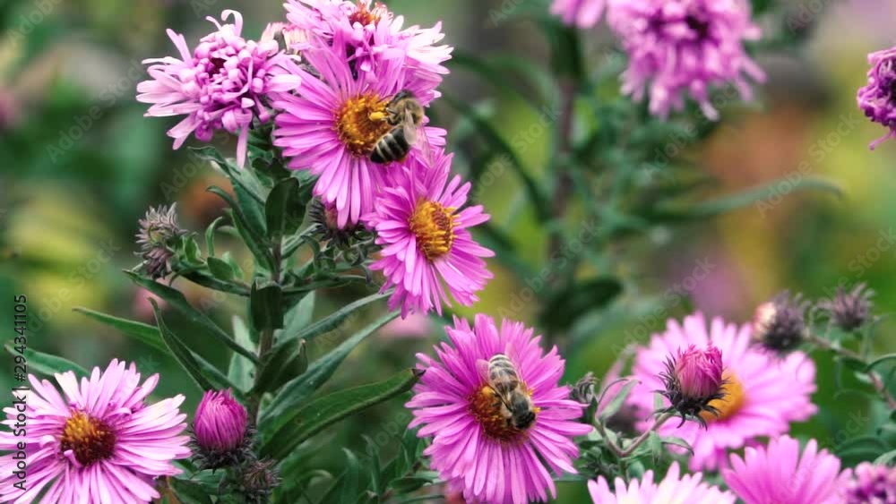 Bee collects nectar and pollen on violet flower, slow motion. Bee collects nectar and pollen on violet flower, slow motion.