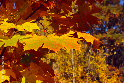 Autumn foliage close up. Cropped shot of yellow leaves. Maple tree  close up. Colorful nature texture.