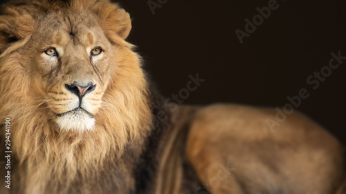 lion king animal background banner © magann