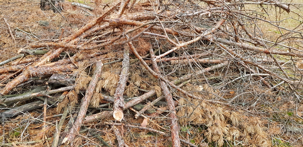 texture of logs texture of logs