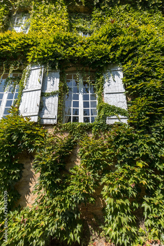 wall of a house completely overgrown with Ivy