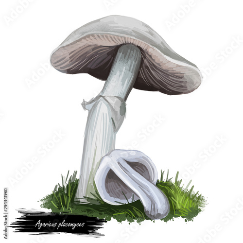 Agaricus placomyces mushroom closeup digital art illustration. Boletus has white fruit body and cap, grows under hardwoods. Mushrooming season, plant of gathering plants growing in woods and forests photo