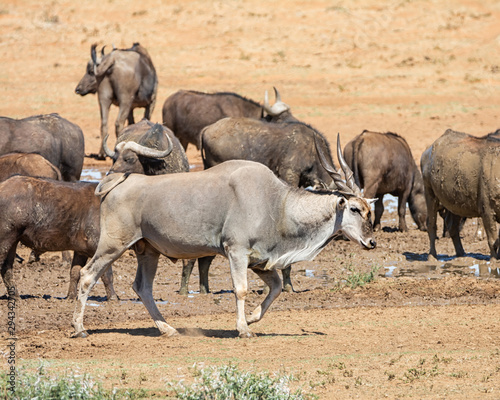 Eland Antelope © Cathy Withers-Clarke
