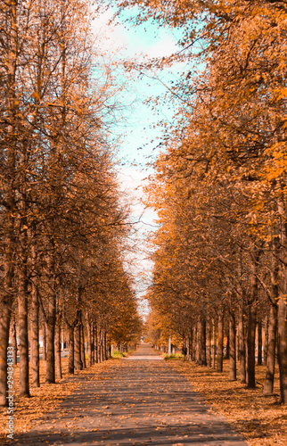 Fototapeta Naklejka Na Ścianę i Meble -  Avenue of trees with yellow foliage