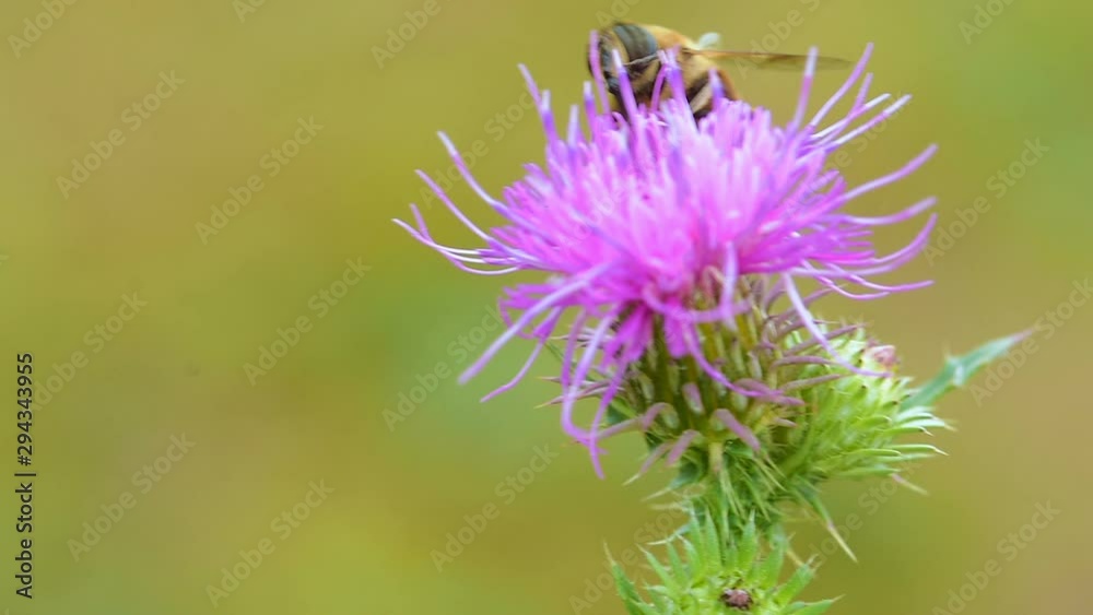 bee on purple burdock flower on summer meadow at sunny day bee on purple burdock flower on summer meadow at sunny day