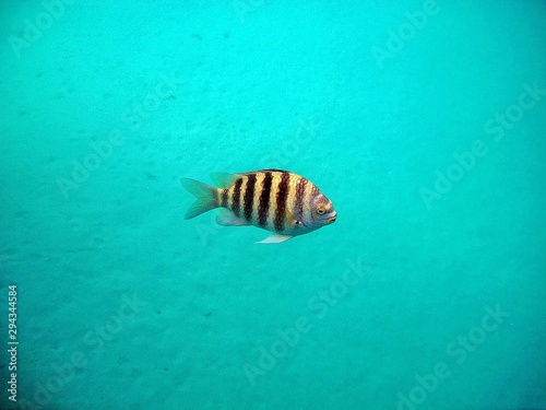 Close up of sergeant major fish  p  ntano  Abudefduf saxatilis  damselfish
