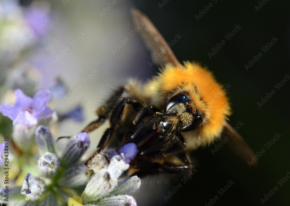 une abeille butine. Un bourdon butine. une abeille butine. Un bourdon butine.