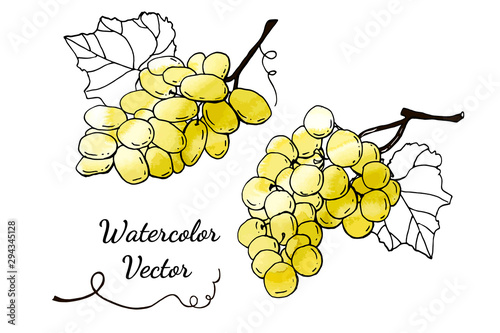 Collection of green vector grapes. Cartoons with watercolor texture. Food background. Fall harvest set.  Wine, juice, thanksgiving. Hand drawn design elements. For postcards, greetings, cards, logo.