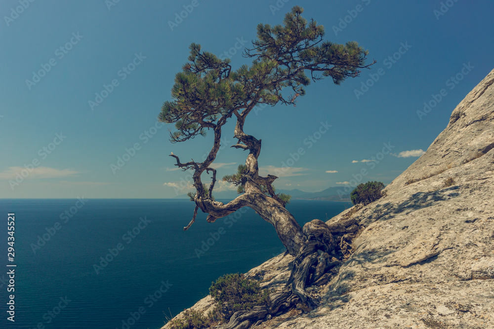 Crimean Pine-tree on the top of Mount Karaul-Oba Crimean Pine-tree on the top of Mount Karaul-Oba