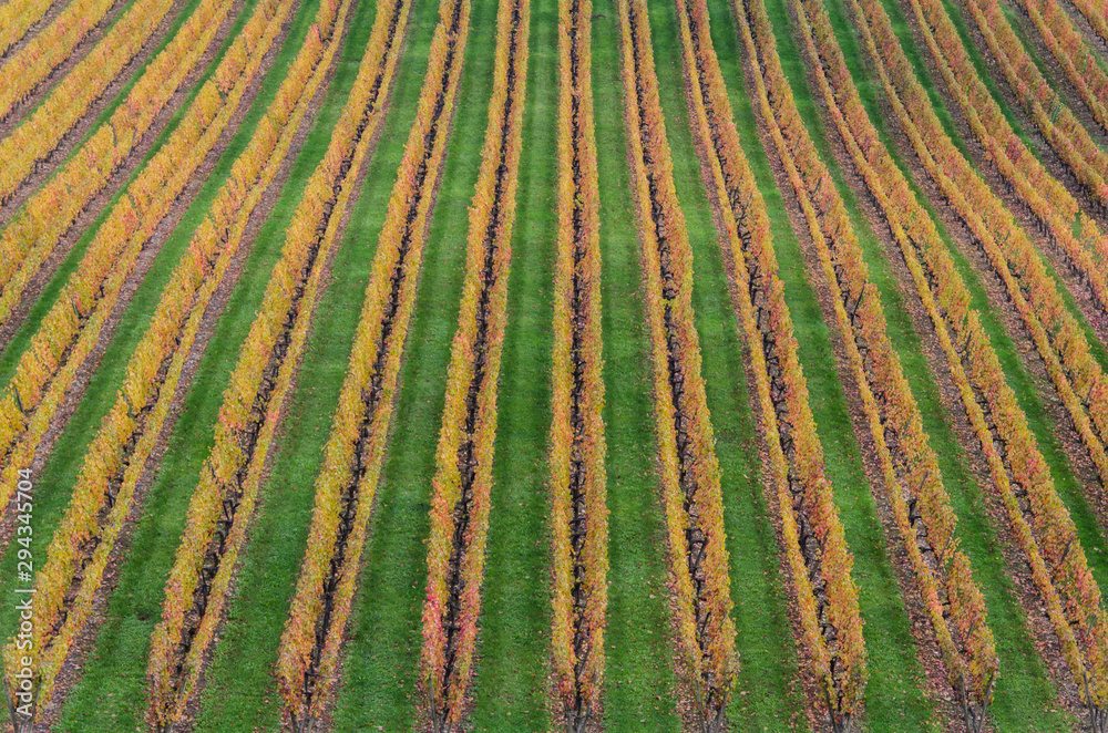 vignes en automne à Meursault